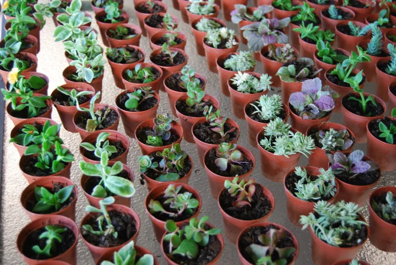 3-Plant Surprise Lot Live Garden Plants - Fairy Assortment - 2" Pots 3-Plant Surprise Lot Live Garden Plants - Fairy Assortment - 2" Pots - Image 4