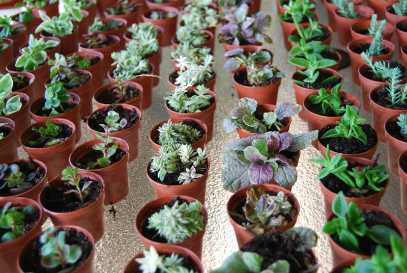 3-Plant Surprise Lot Live Garden Plants - Fairy Assortment - 2" Pots 3-Plant Surprise Lot Live Garden Plants - Fairy Assortment - 2" Pots - Image 5