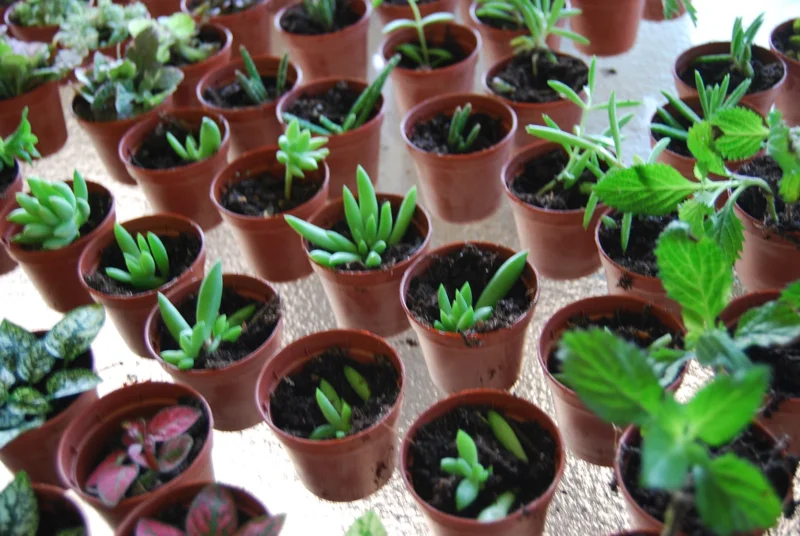 3-Plant Surprise Lot Live Garden Plants - Fairy Assortment - 2" Pots 3-Plant Surprise Lot Live Garden Plants - Fairy Assortment - 2" Pots - Image 6
