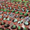 3-Plant Surprise Lot Live Garden Plants - Fairy Assortment - 2" Pots - Image 1
