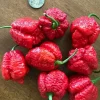 3 Scorpion Red Chili Super Hot Pepper Live Plants - 2,000,000 SHU - Vegetable - Image 1