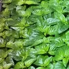 3 Trinidad Moruga Scorpion Super Hot Pepper Live Plants - 2,000,000+ SHU - Image 1
