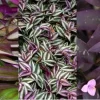 3 Types Pretty Purple Wandering Jew Tradescantia Live Plant Cuttings - Image 1