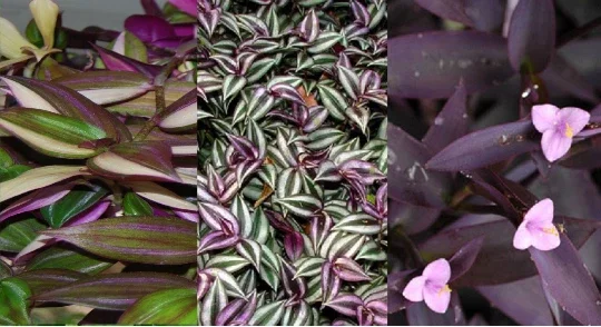 3 Types Pretty Purple Wandering Jew Tradescantia Live Plant Cuttings - Image 1