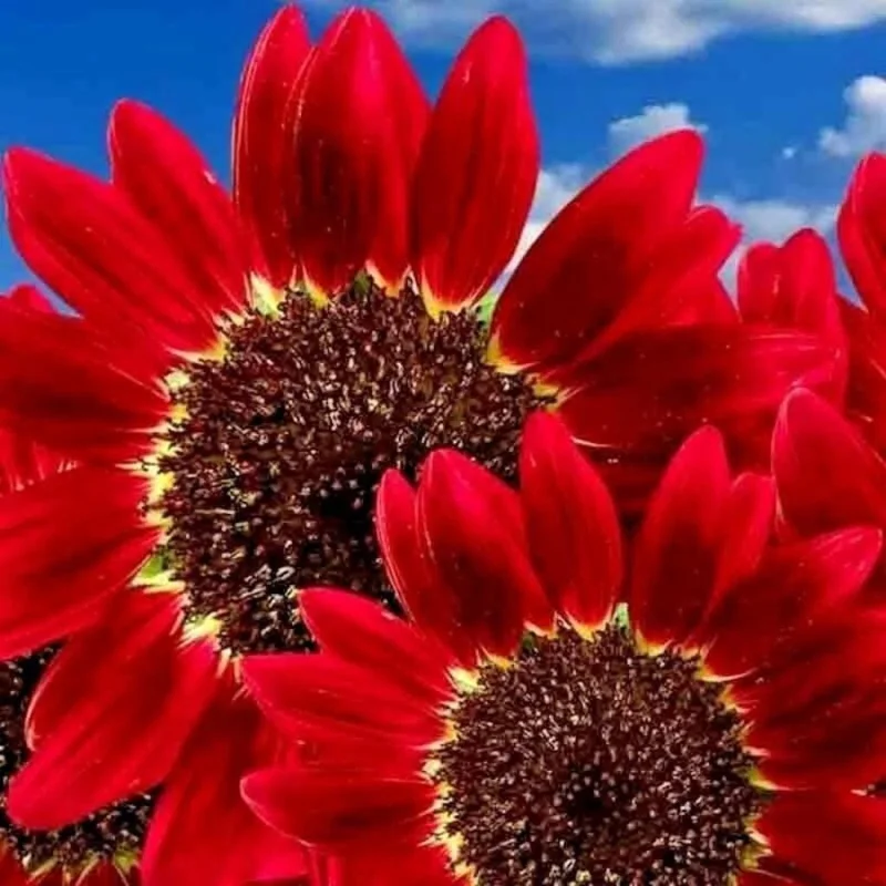 30 Red Sun Sunflower Seeds - Rare Maroon Heirloom Tall Cut Flower Non-GMO - Image 2