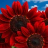 30 Red Sun Sunflower Seeds - Rare Maroon Heirloom Tall Cut Flower Non-GMO - Image 1