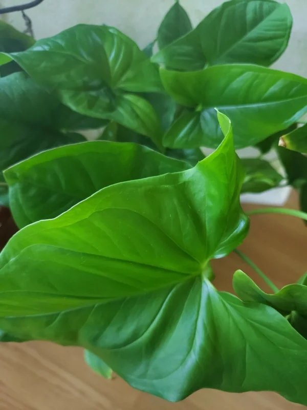 3x Emerald Gem Syngonium Cuttings – Arrowhead Vine Plant – Live Plant 3x Emerald Gem Syngonium Cuttings – Arrowhead Vine Plant – Live Plant - Image 3