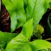 3x Emerald Gem Syngonium Cuttings – Arrowhead Vine Plant – Live Plant 3x Emerald Gem Syngonium Cuttings – Arrowhead Vine Plant – Live Plant - Image 1