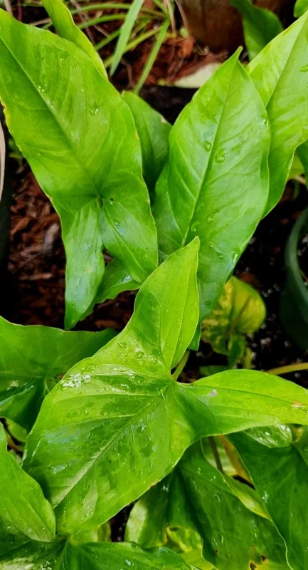 3x Emerald Gem Syngonium Cuttings – Arrowhead Vine Plant – Live Plant - Image 1