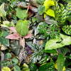 4 Plant Mystery Box - Live Houseplants - Surprise Indoor Plant Collection 4 Plant Mystery Box - Live Houseplants - Surprise Indoor Plant Collection - Easy Plant Finder - Best place plant finder online