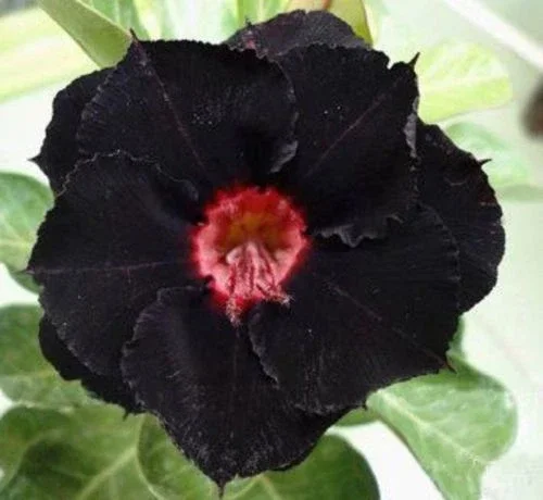 4 Black Red Desert Rose Seeds - Adenium Obesum Flower Seeds - Exotic Perennial - Image 2