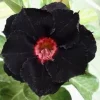 4 Black Red Desert Rose Seeds - Adenium Obesum Flower Seeds - Exotic Perennial - Image 1