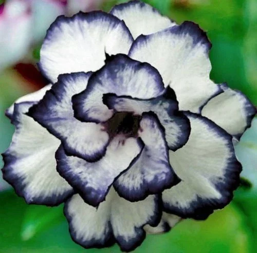 4 Black White Desert Rose Seeds Adenium Obesum Flower Perennial Exotic Seed - Image 1