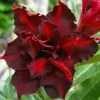 4 Dark Red Desert Rose Seeds - Adenium Obesum Perennial Flower - Image 1