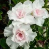 4 Double White Desert Rose Seeds - Adenium Obesum Flower Seeds - Image 1
