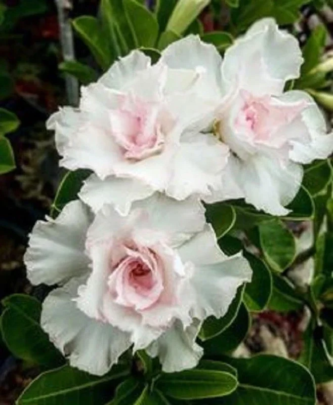 4 Double White Desert Rose Seeds - Adenium Obesum Flower Seeds - Image 1
