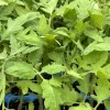 4 Goliath Tomato Live Plants - 6-10 Inches Tall, 60+ Days Old, Ready to Plant 4 Goliath Tomato Live Plants - 6-10 Inches Tall, 60+ Days Old, Ready to Plant - Image 1