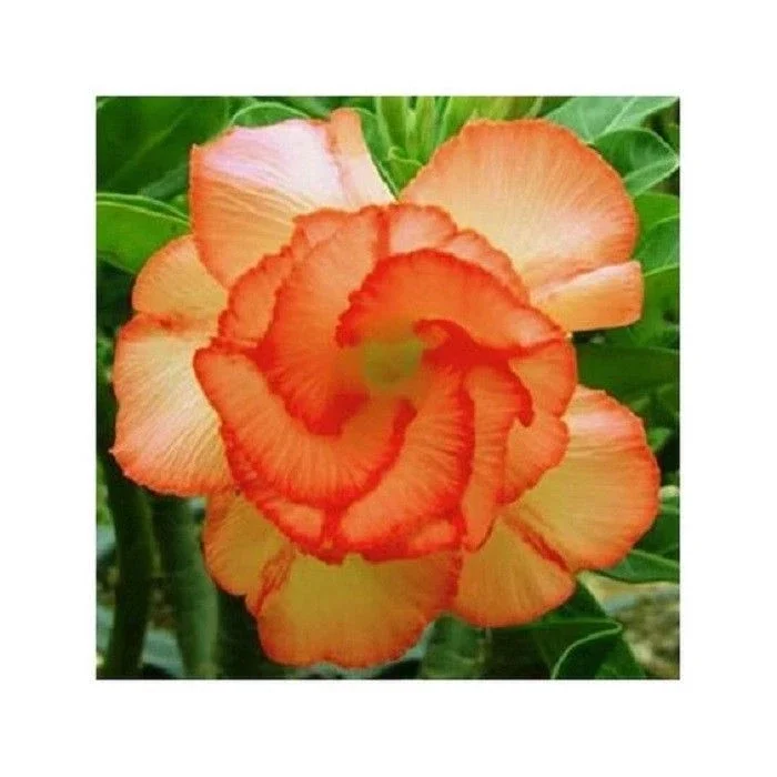 4 Orange Desert Rose Seeds - Adenium Obesum Perennial Flowers - Image 1
