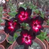4 Pink Black White Desert Rose Seeds - Adenium Obesum Flower Perennial Seed - Image 1