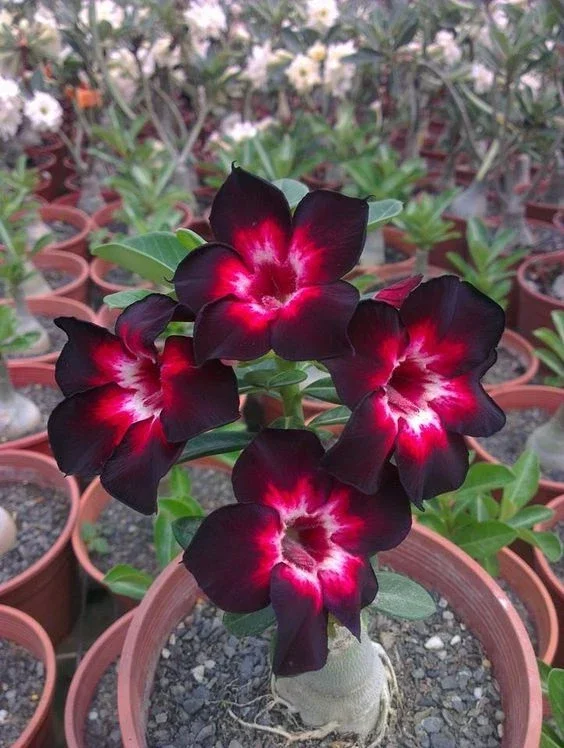 4 Pink Black White Desert Rose Seeds - Adenium Obesum Flower Perennial Seed - Image 1