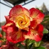 4 Red Orange Desert Rose Seeds - Adenium Obesum Flower Seeds - Perennial - Image 1