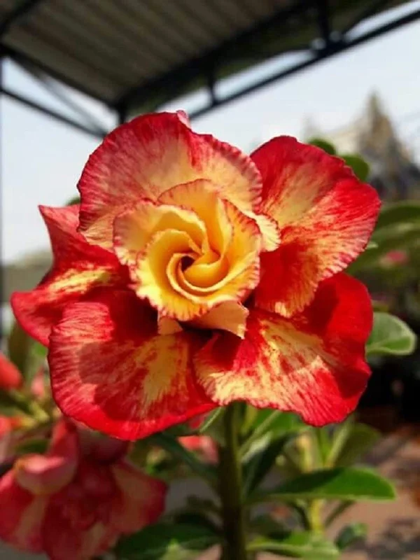 4 Red Orange Desert Rose Seeds - Adenium Obesum Flower Seeds - Perennial - Image 1