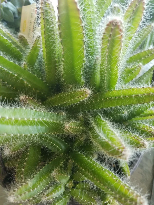 4x Dog Tail Cactus Cuttings - Aporocactus Flagelliformis Succulent - Live Plant - Image 2