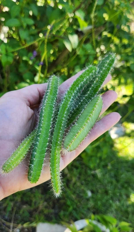 4x Dog Tail Cactus Cuttings - Aporocactus Flagelliformis Succulent - Live Plant - Image 1