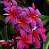 5 Black Purple Plumeria Seeds - Hawaiian Flower Lei Perennial Bloom Seed - Image 1