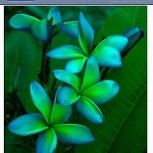 5 Blue Green Plumeria Seeds - Exotic Tropical Flower Seeds - Image 2