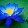 5 Blue Lotus Seeds - Nelumbo nucifera - Flowering Hardy Tropical - Image 1