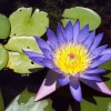 5 Blue Lotus Seeds - Nelumbo nucifera Tropical Water Lily for Ponds & Gardens - Image 1