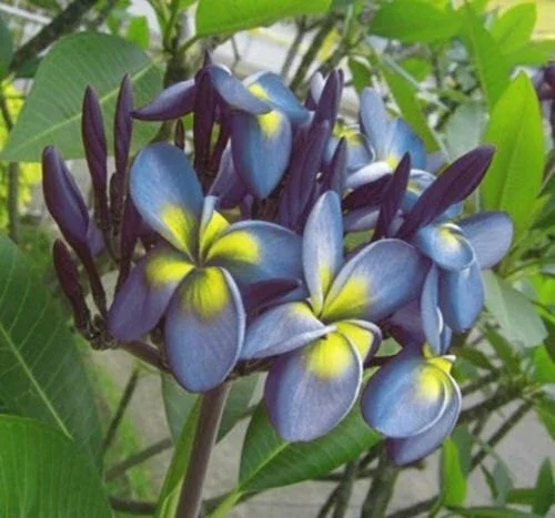 5 Blue Yellow Plumeria Seeds - Tropical Flowering Plants - Image 2