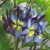 5 Blue Yellow Plumeria Seeds - Tropical Flowering Plants - Image 1