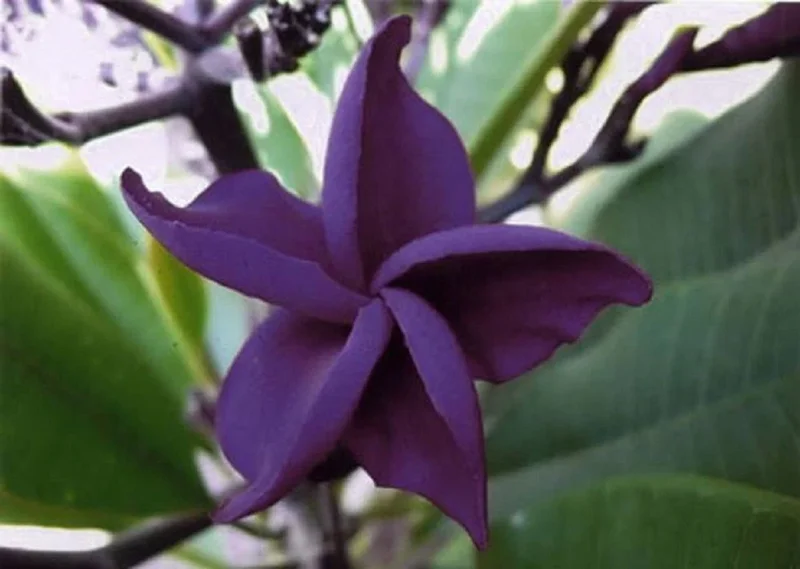5 Dark Purple Plumeria Seeds - Hawaiian Lei Flower Perennial - Image 1