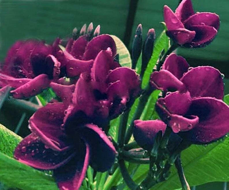 5 Dark Purple Plumeria Seeds - Perennial Flower Seeds for Gardens - Image 1