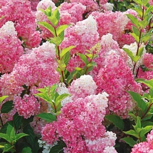5 Dark Strawberry Hydrangea Seeds - Perennial Hardy Flower Shrub - Image 2