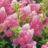 5 Dark Strawberry Hydrangea Seeds - Perennial Hardy Flower Shrub - Image 1