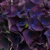 5 Deep Purple Hydrangea Seeds – Perennial Flower Garden Seeds - Image 1
