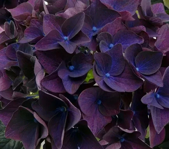 5 Deep Purple Hydrangea Seeds – Perennial Flower Garden Seeds - Image 1