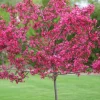 5 Dwarf Pink Dogwood Tree Seeds - Cornus Florida Fubra Flowering Hardy - Image 1
