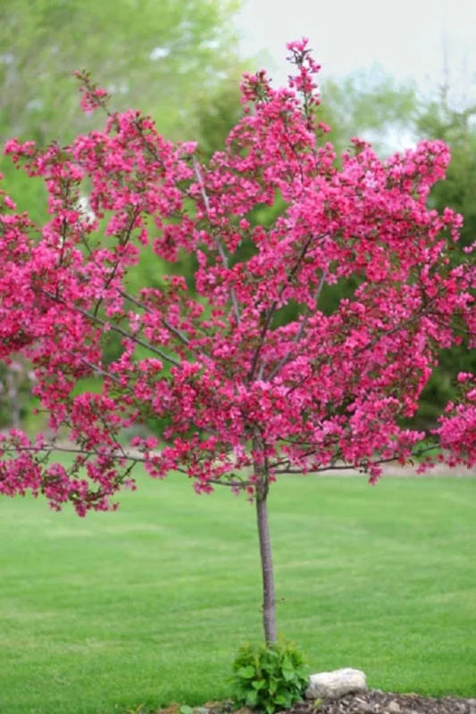 5 Dwarf Pink Dogwood Tree Seeds - Cornus Florida Fubra Flowering Hardy - Image 1
