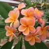 5 Light Pink Orange Plumeria Seeds - Fragrant Tropical Perennial Flower Seeds - Image 1