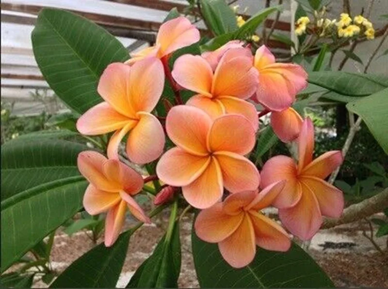 5 Light Pink Orange Plumeria Seeds - Fragrant Tropical Perennial Flower Seeds - Image 1