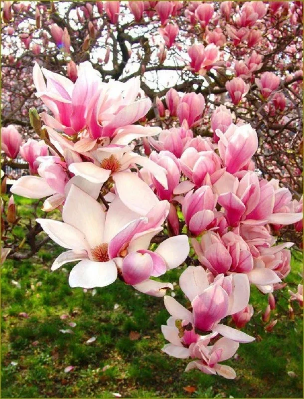 5 Light Pink White Magnolia Seeds - Fragrant Flowering Tree Seeds - Image 2