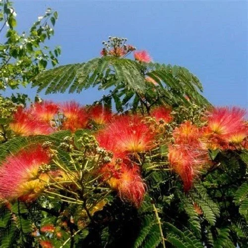 5 Orange Mimosa Tree Seeds - Albizia julibrissin Perennial for Outdoor Garden - Image 2