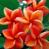 5 Orange Plumeria Seeds - Hawaiian Lei Flower Garden Perennial - Image 1