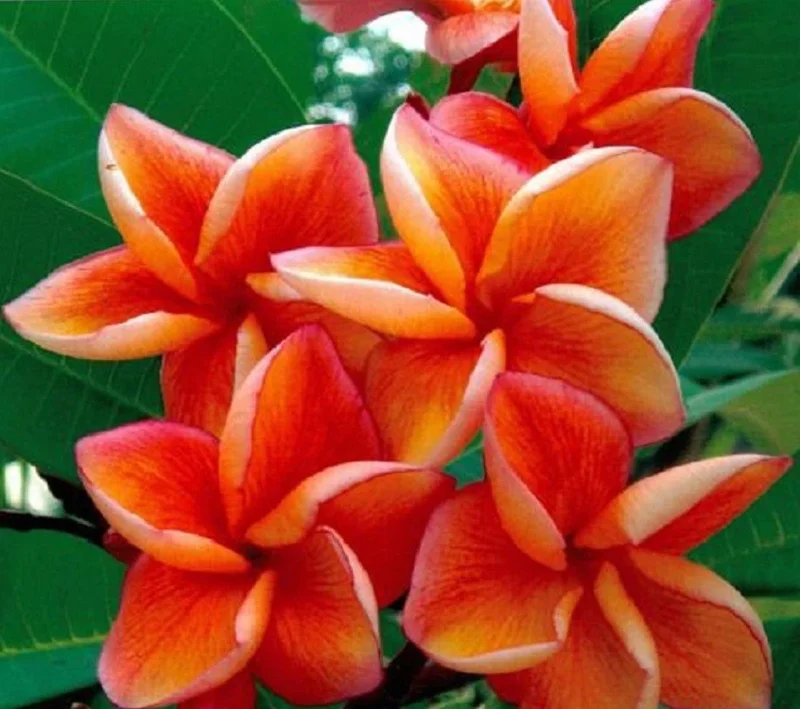 5 Orange Plumeria Seeds - Hawaiian Lei Flower Garden Perennial - Image 1