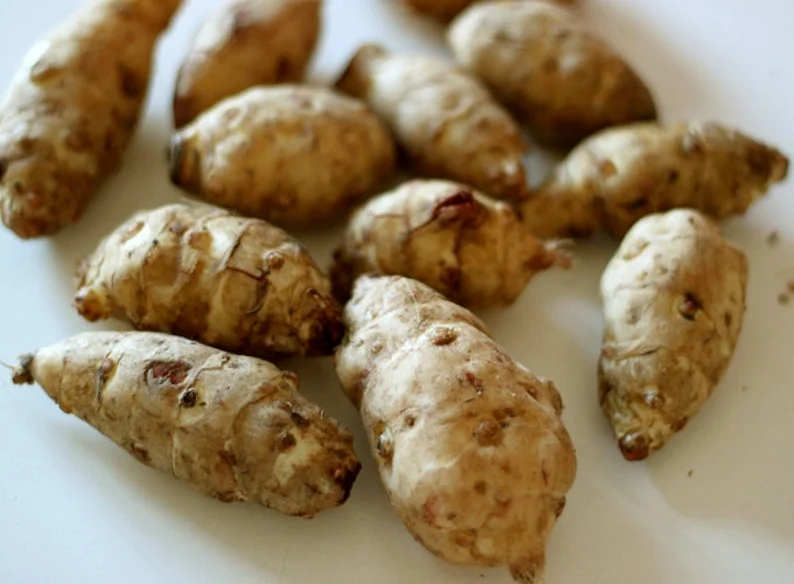 5 Organic Sunchoke Jerusalem Artichoke SEED Tubers for Planting - Image 1