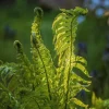 5 Ostrich Fern Rhizomes – Native Shade Perennial Live Plant – Outdoor 5 Ostrich Fern Rhizomes – Native Shade Perennial Live Plant – Outdoor - Image 1